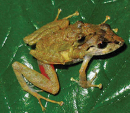 Image of Pristimantis vinhai (Bokermann 1975)