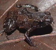 Image of Shield Frogs