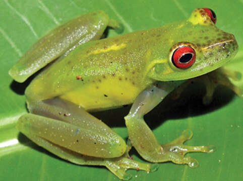 Image of Weygoldt's treefrog