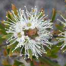 Image of Kunzea rupestris Blakely