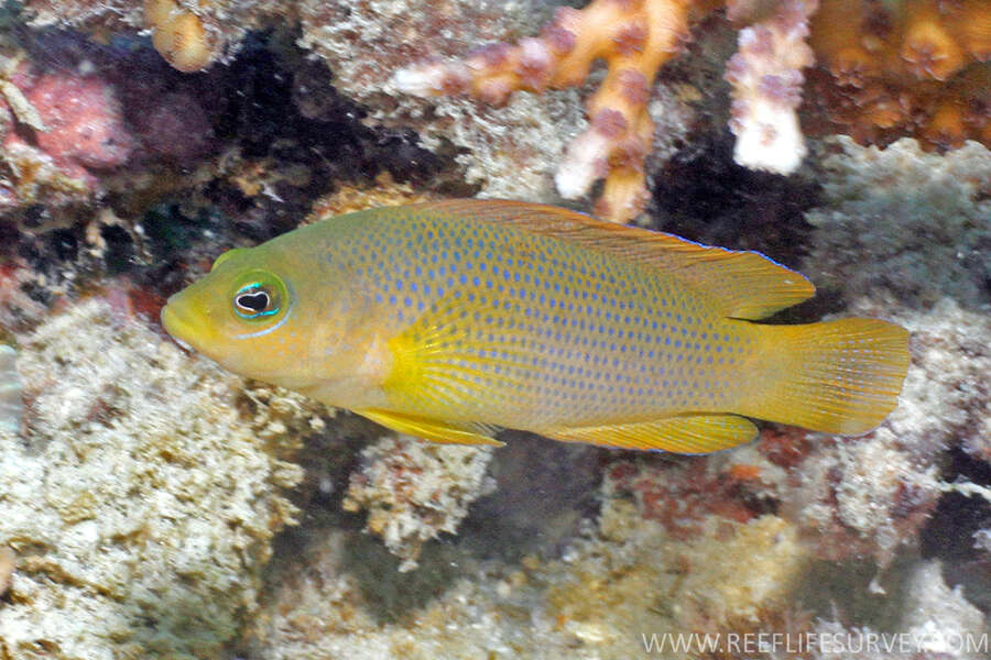 Image of Brown dottyback