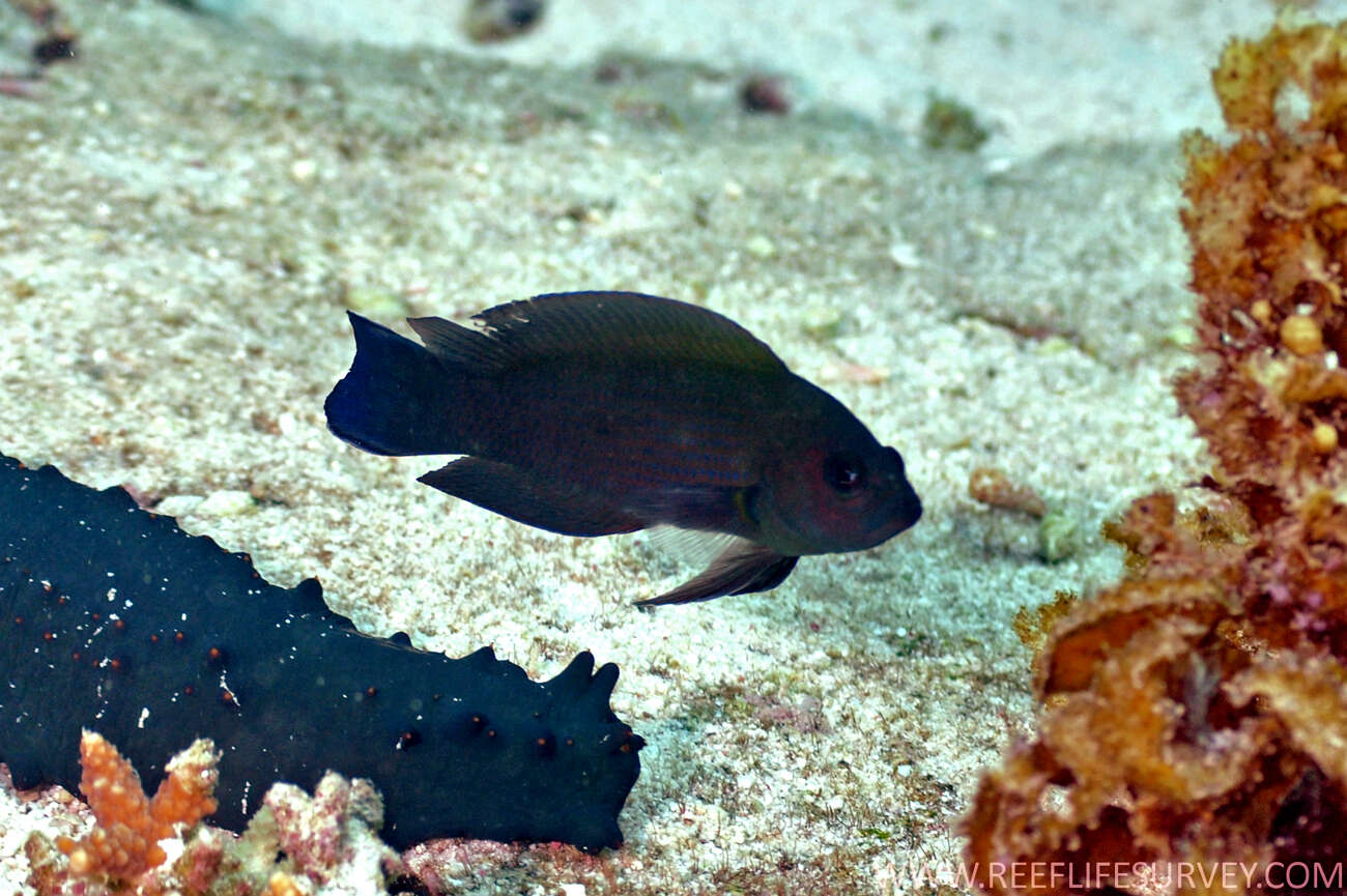 Image of Brown dottyback