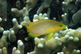 Image of Brown dottyback