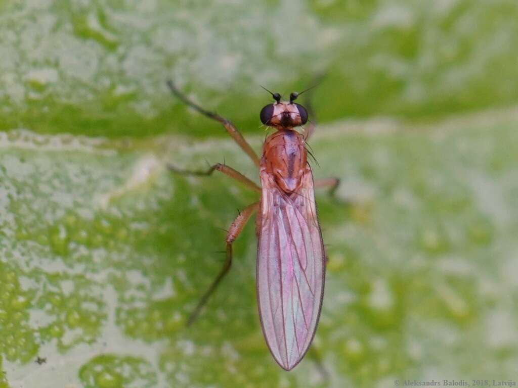 Image of Lonchoptera bifurcata (Fallen 1810)