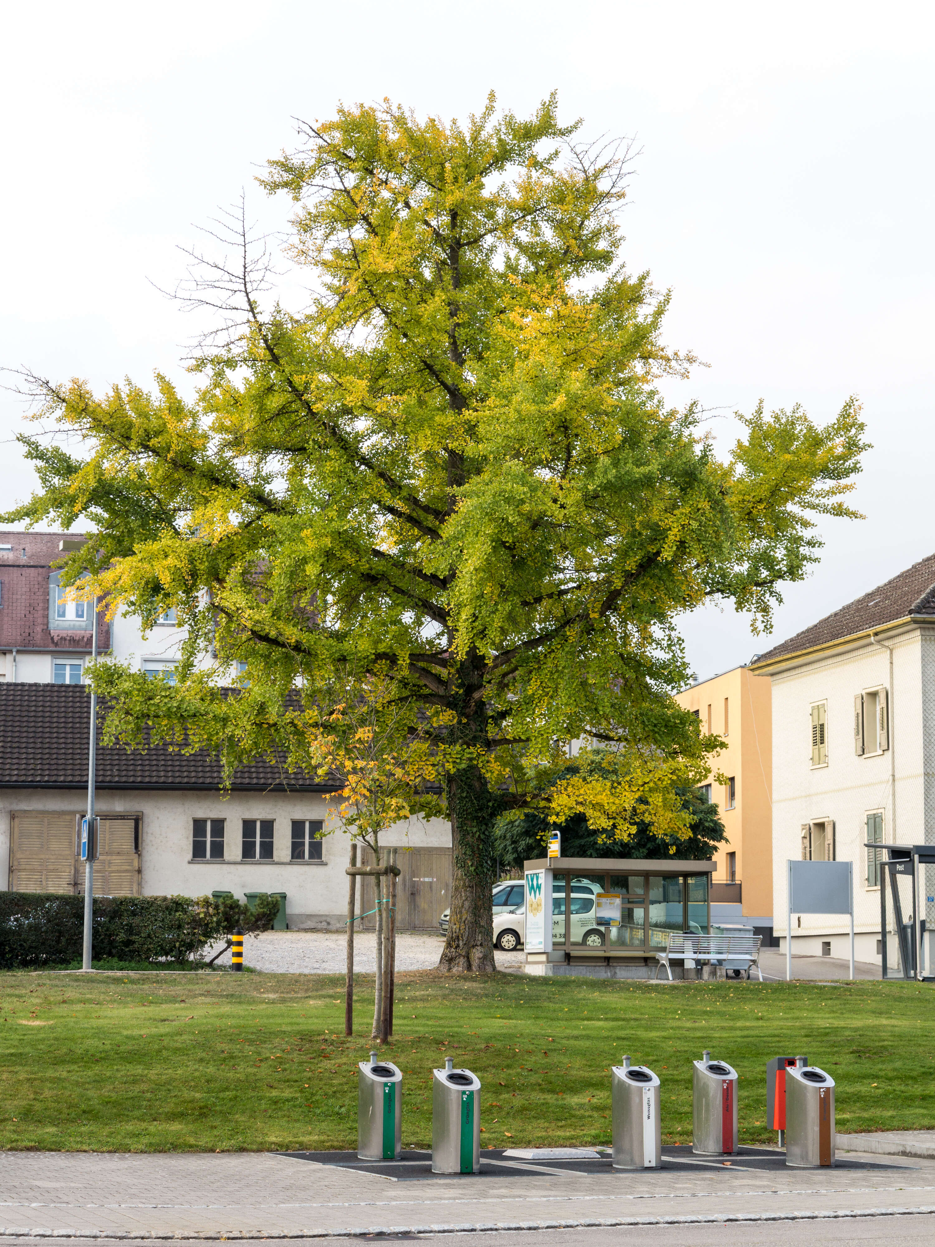 Image of Ginkgoopsida