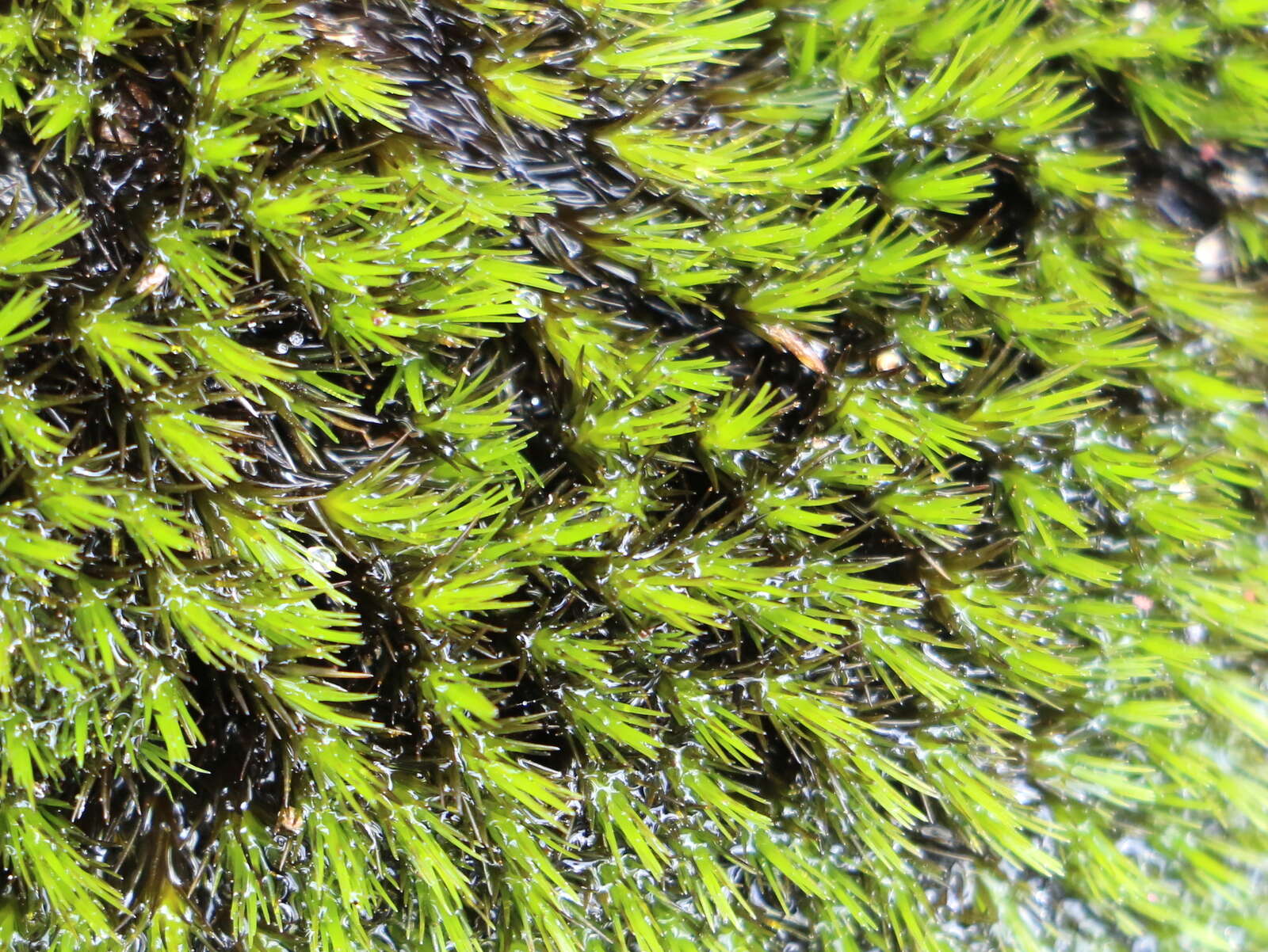 Image of campylopus moss