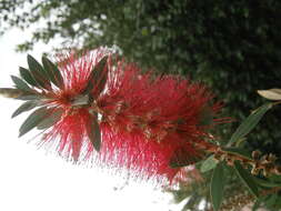 صورة Callistemon citrinus (Curtis) Skeels