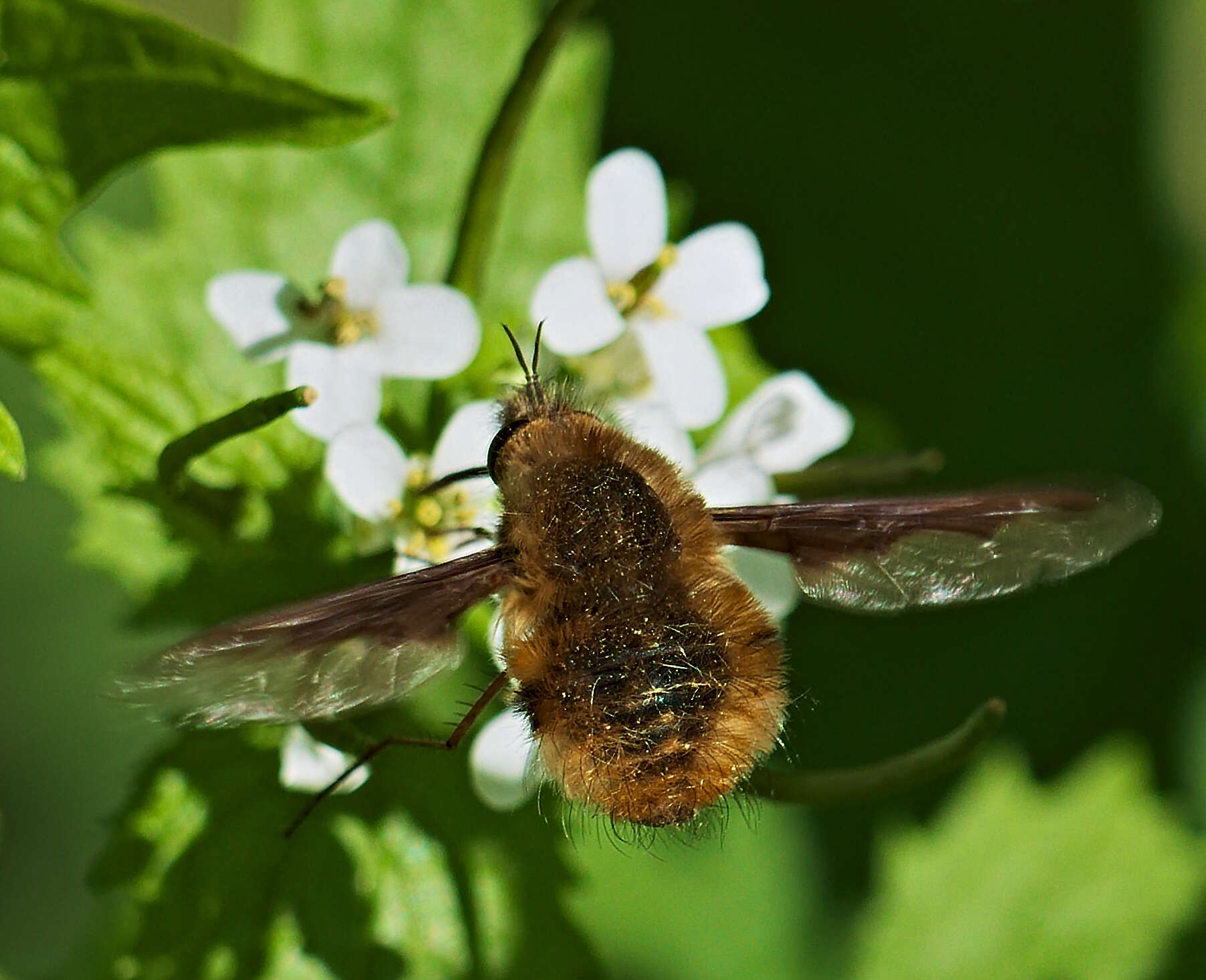 Image of Large bee-fly