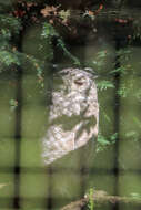 Image of Greyish Eagle-Owl