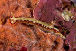 Image of Hypselodoris Stimpson 1855