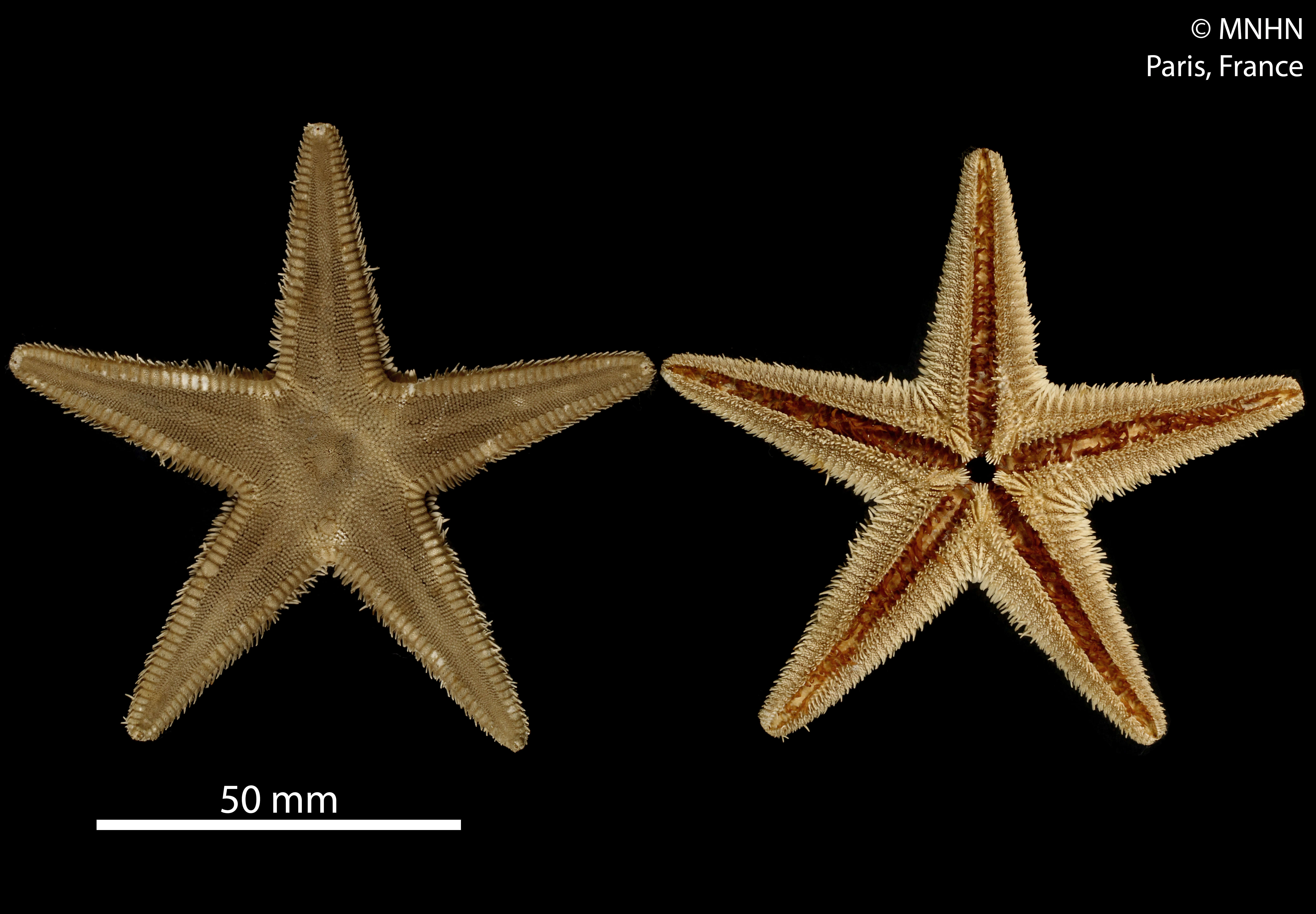 Image of Sand star