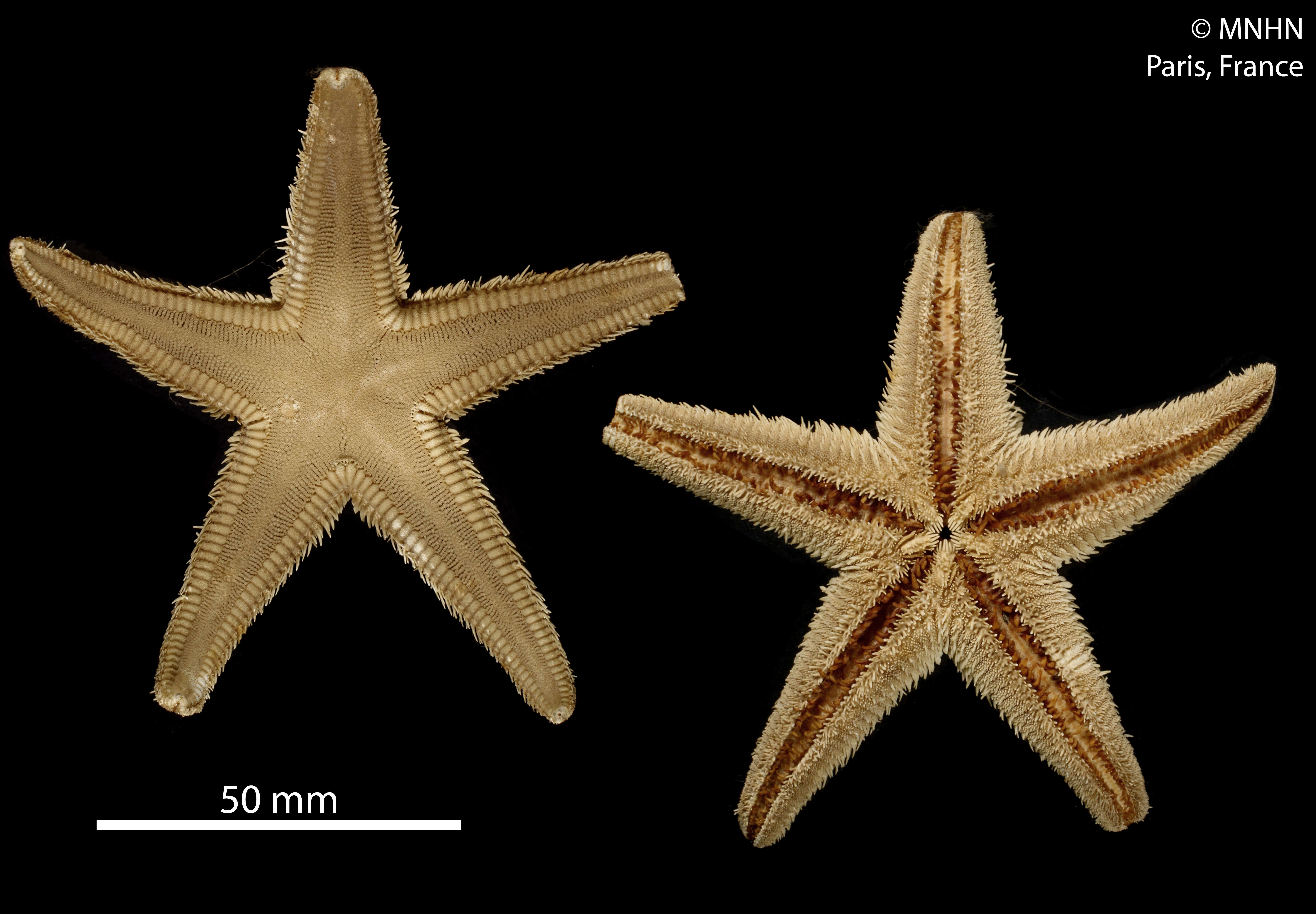 Image of Sand star