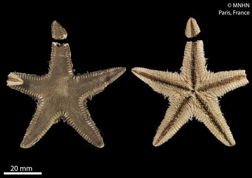 Image of Sand star