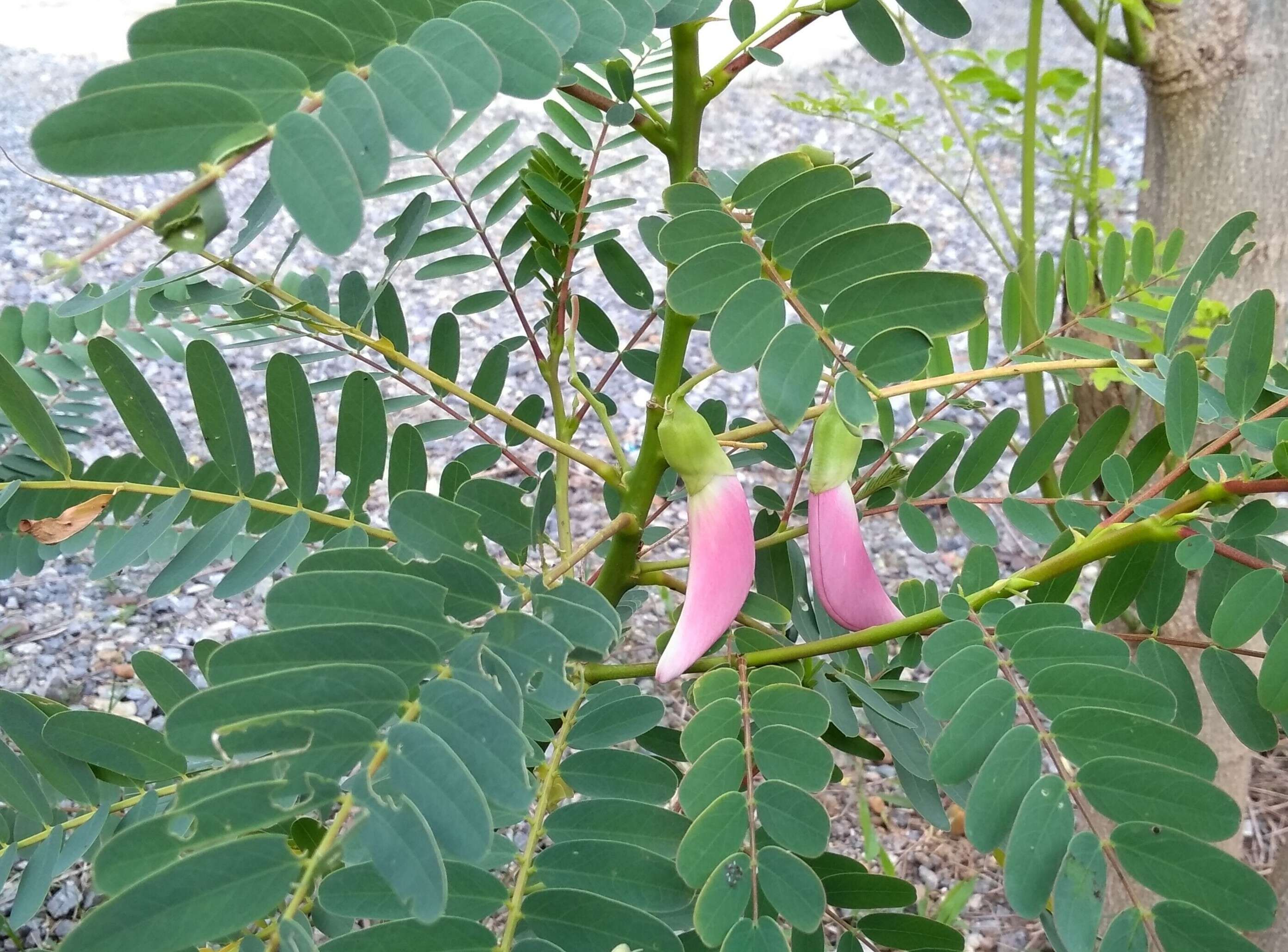 Слика од Sesbania grandiflora (L.) Pers.