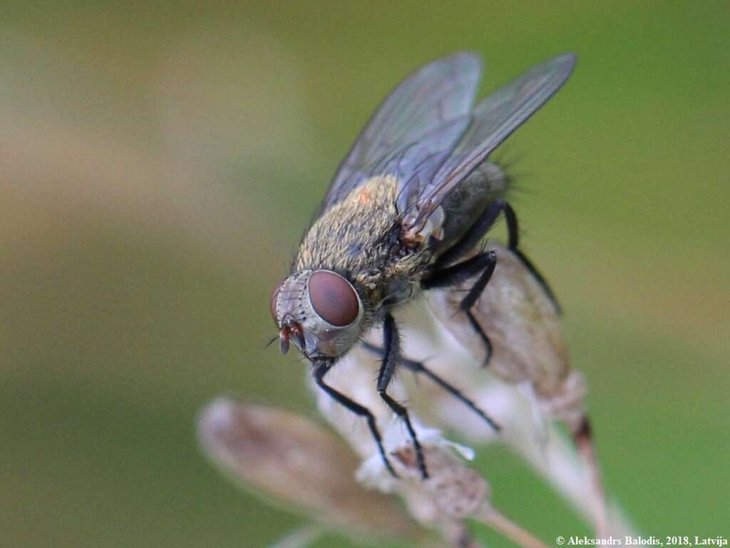 صورة Pollenia rudis (Fabricius 1794)