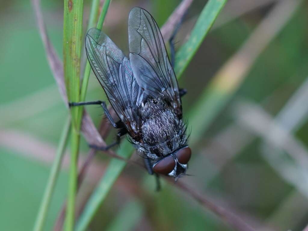 Pollenia vagabunda (Meigen 1826)的圖片