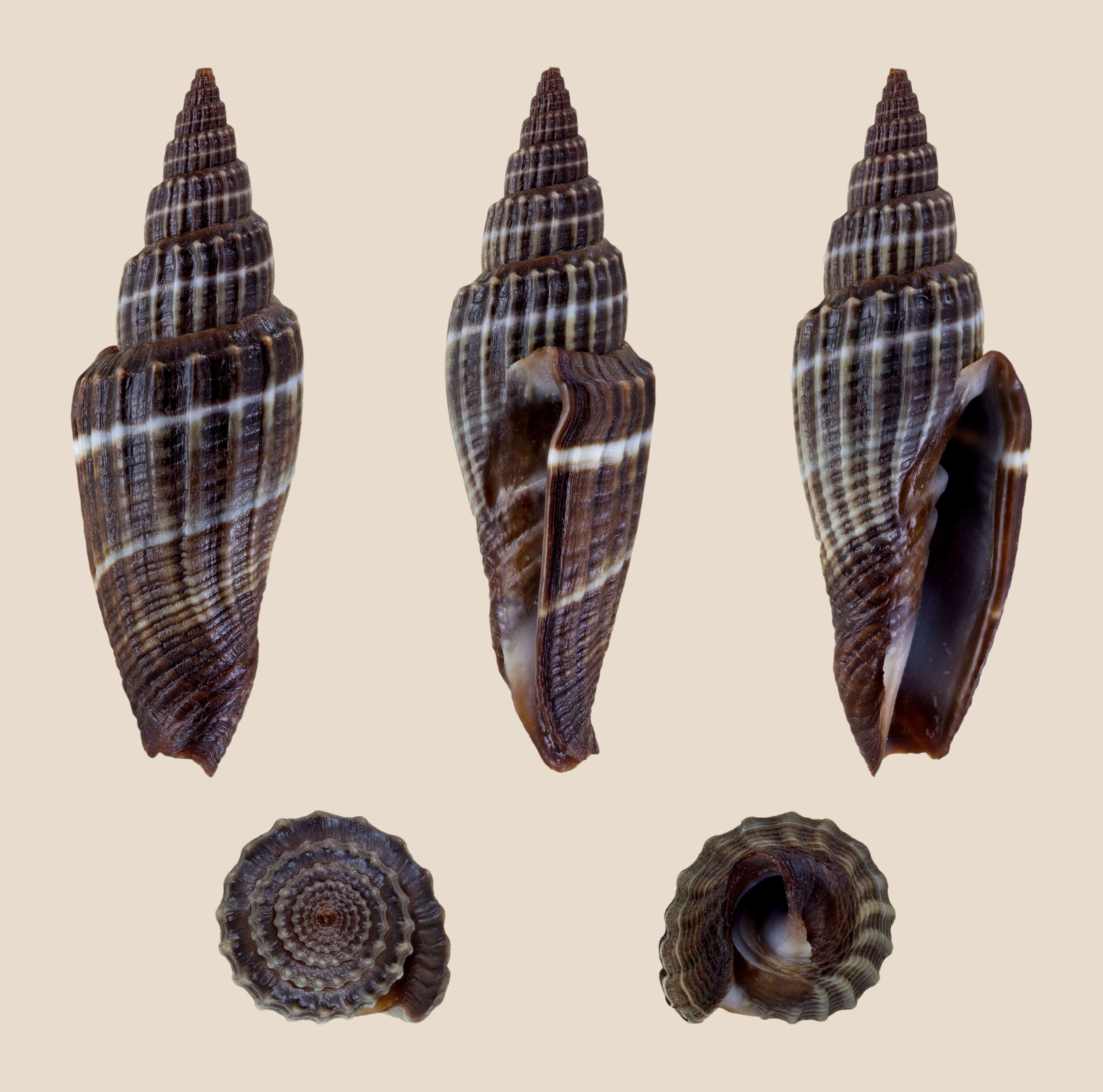 Image of Vexillum subdivisum (Gmelin 1791)