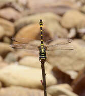 صورة Ictinogomphus rapax (Rambur 1842)