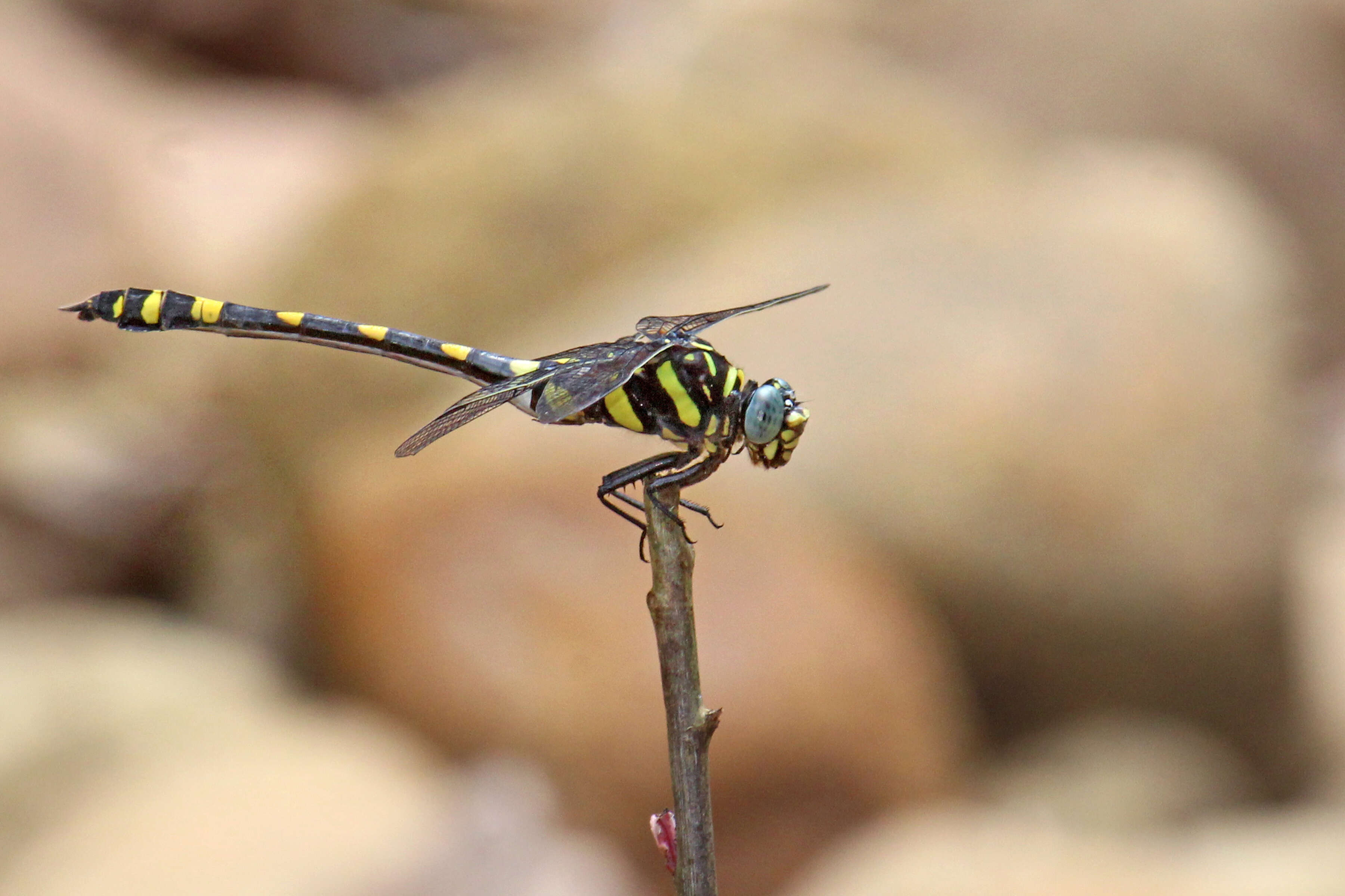 صورة Ictinogomphus rapax (Rambur 1842)