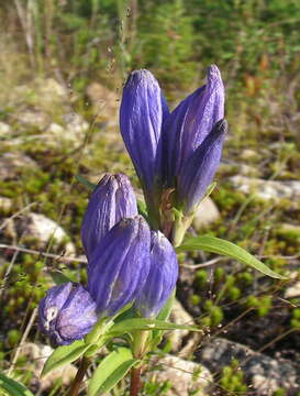 Sivun Gentiana linearis Froel. kuva