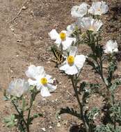 Image of flatbud pricklypoppy