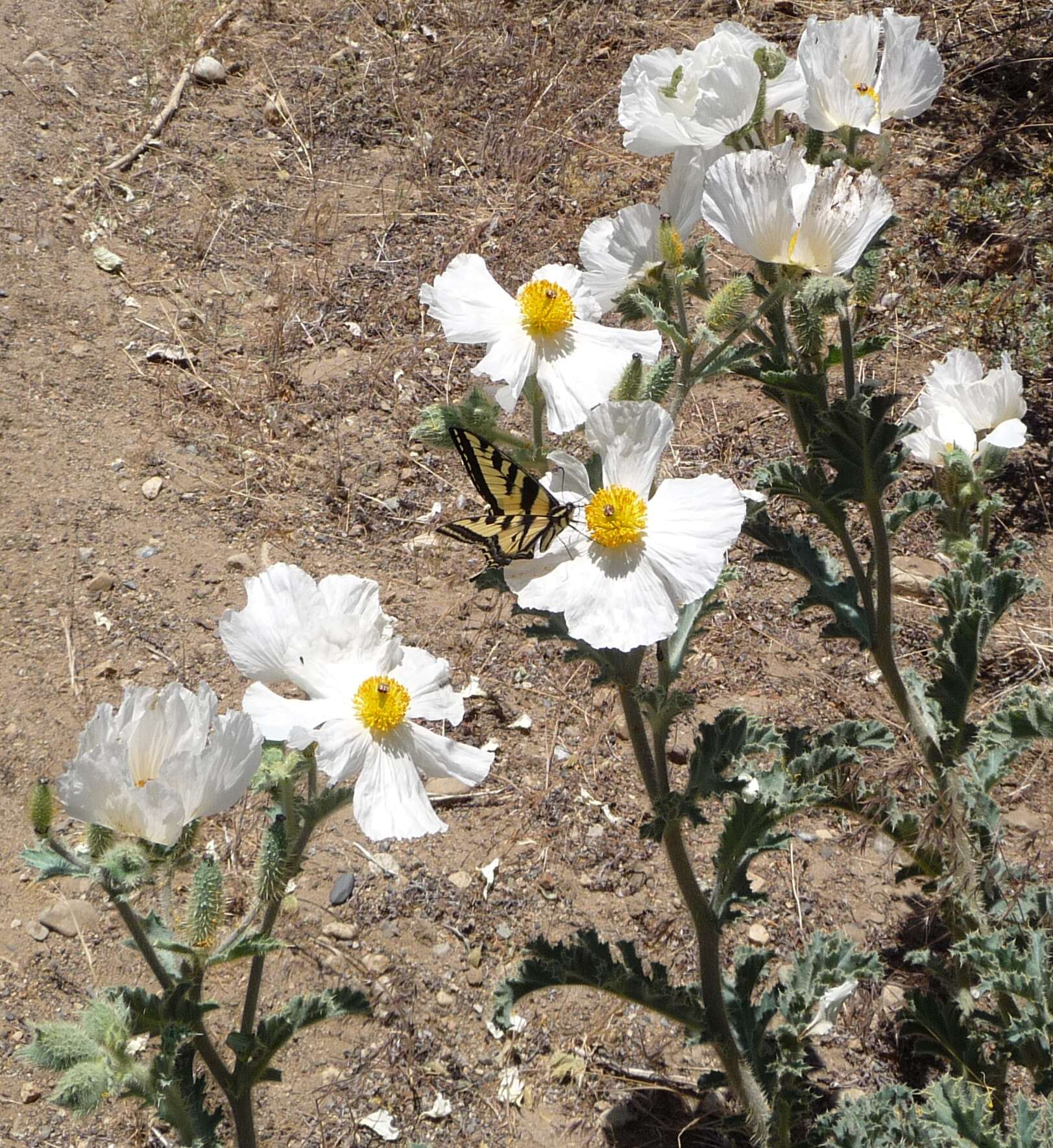 Image of flatbud pricklypoppy