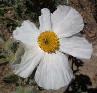 Image of flatbud pricklypoppy