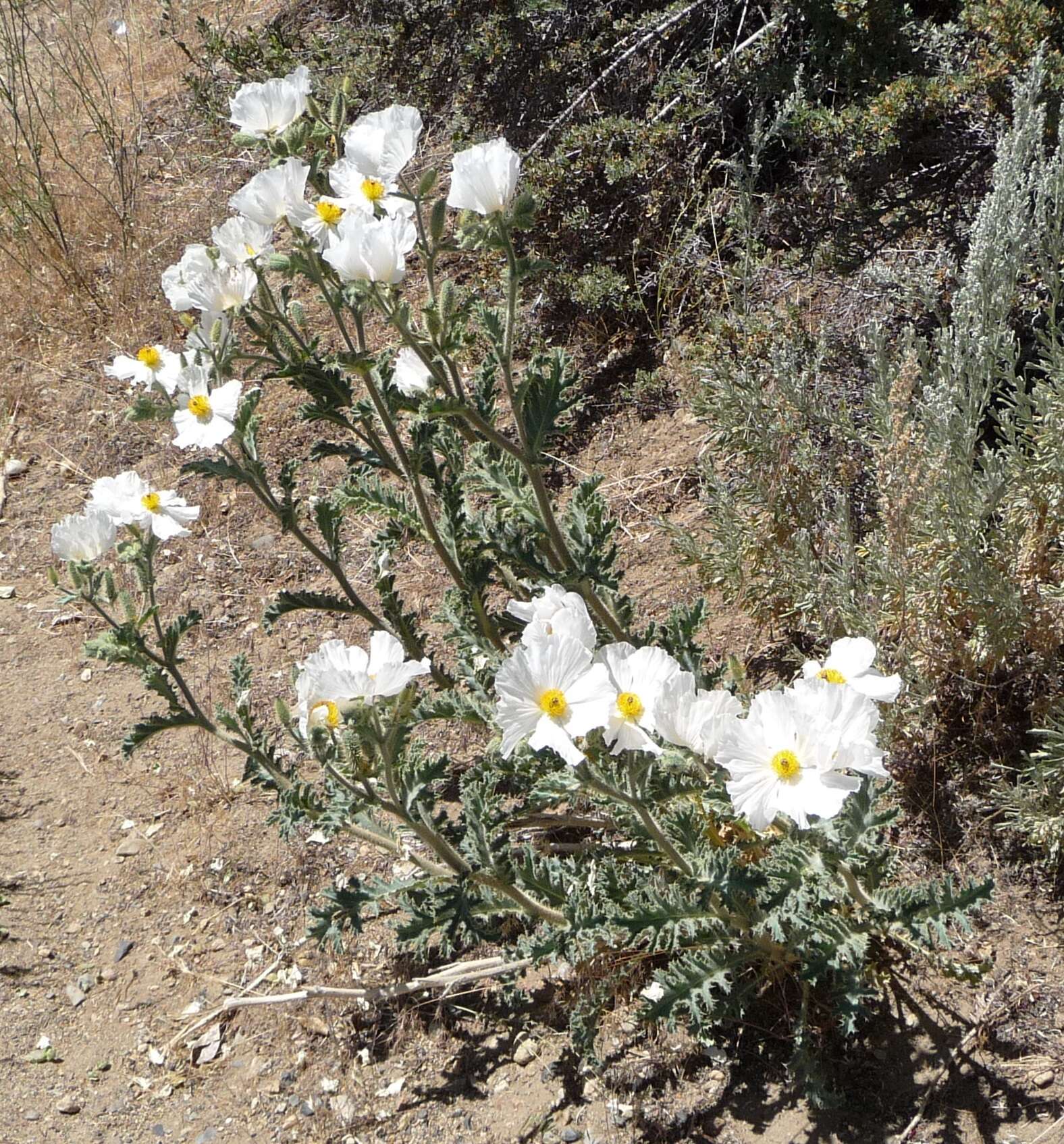 Image of flatbud pricklypoppy