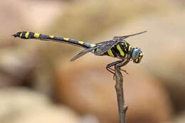 صورة Ictinogomphus rapax (Rambur 1842)