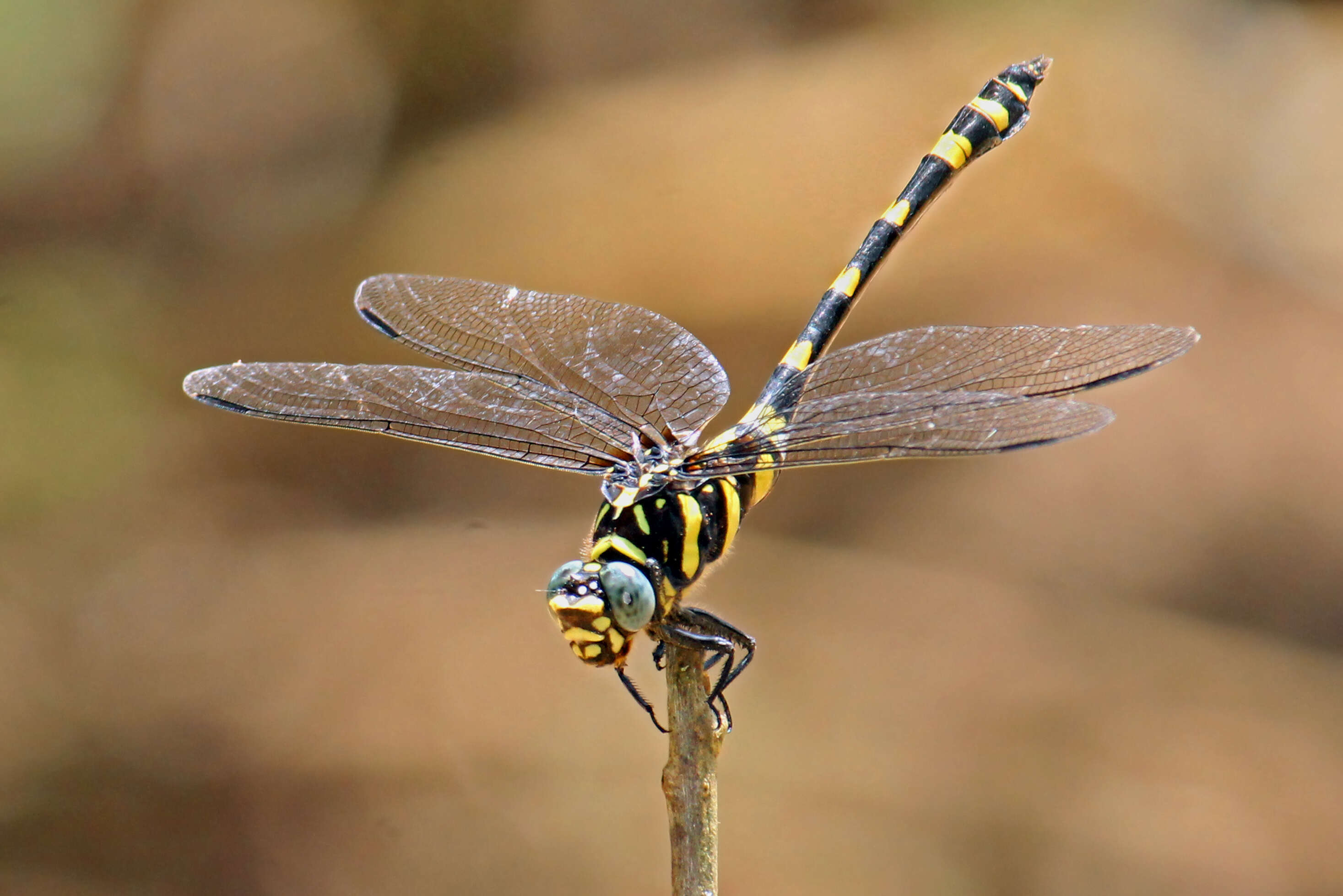 صورة Ictinogomphus rapax (Rambur 1842)