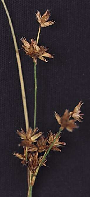 Sivun Juncus nodosus L. kuva