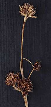 Image de Juncus orthophyllus Coville