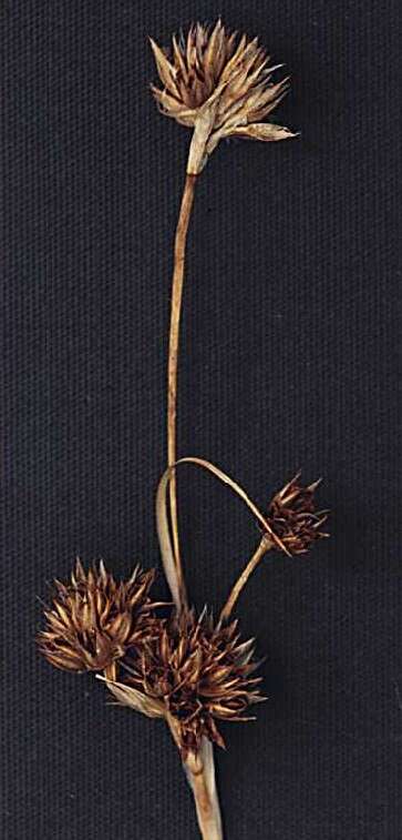 Image de Juncus orthophyllus Coville