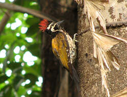 Image of Black-rumped Flameback