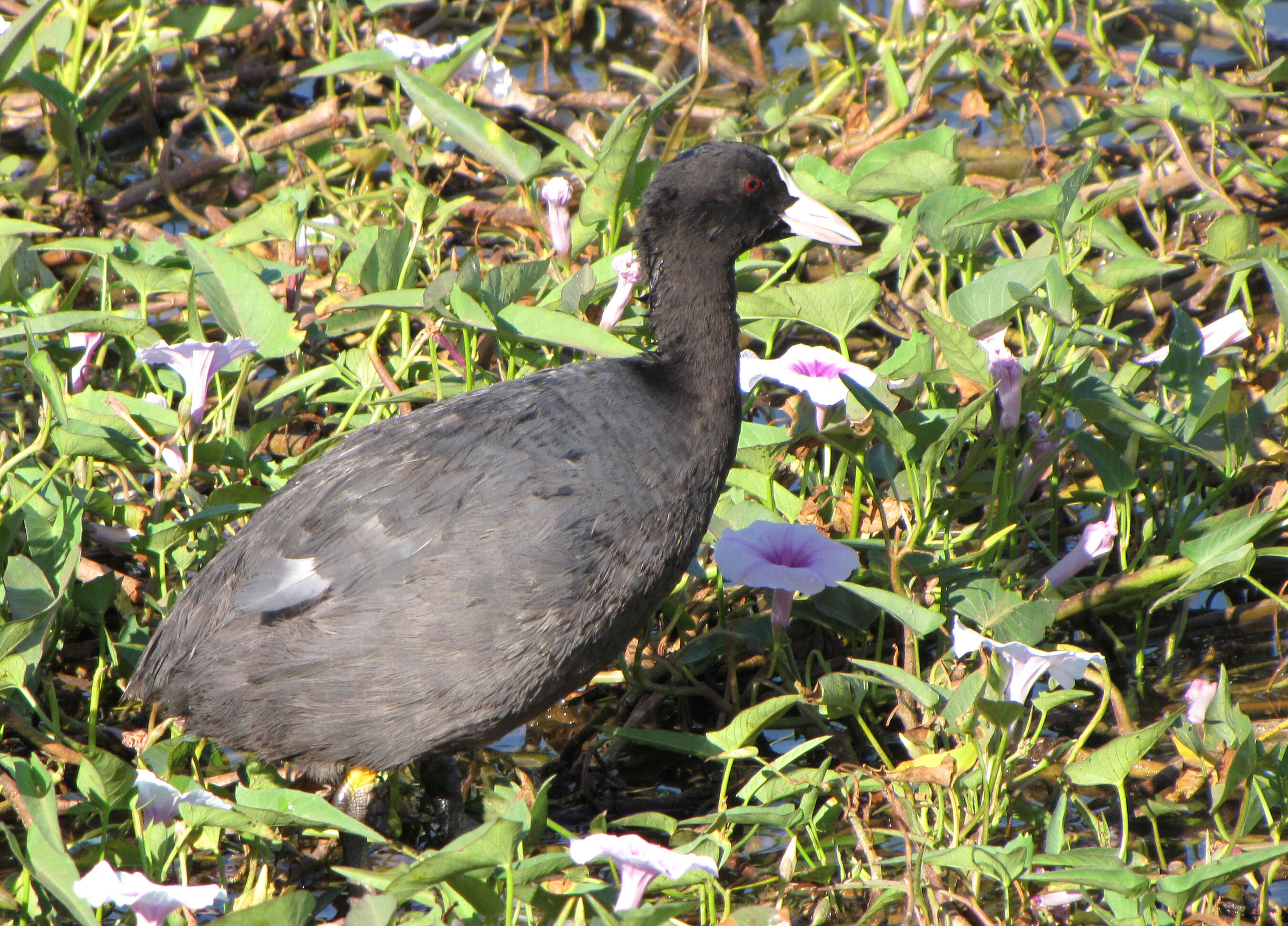 Image of Common Coot