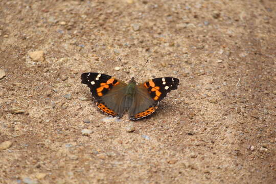 Image of Asian Admiral