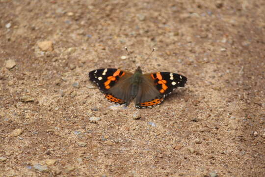 Image of Asian Admiral