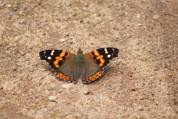 Image of Asian Admiral