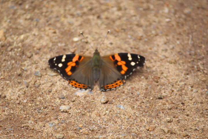 Image of Asian Admiral