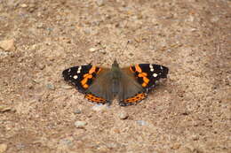 Image of Asian Admiral