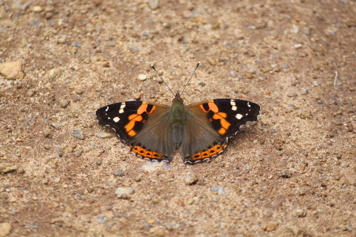 Image of Asian Admiral