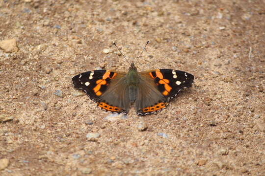 Image of Asian Admiral