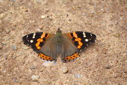 Image of Asian Admiral