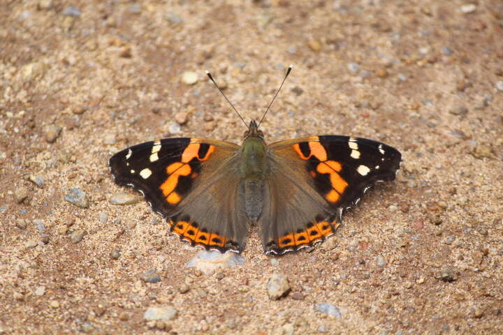 Image of Asian Admiral