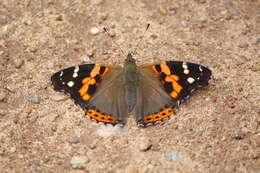 Image of Asian Admiral