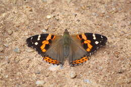 Image of Asian Admiral