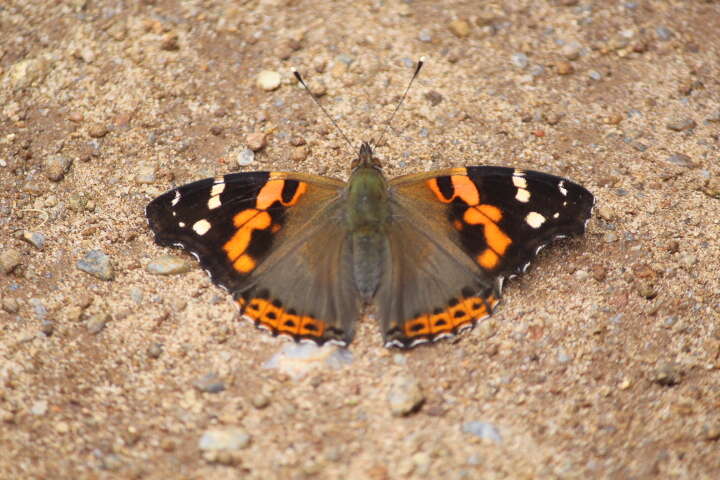 Image of Asian Admiral