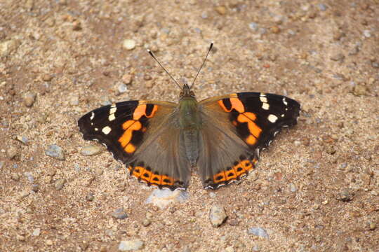 Image of Asian Admiral