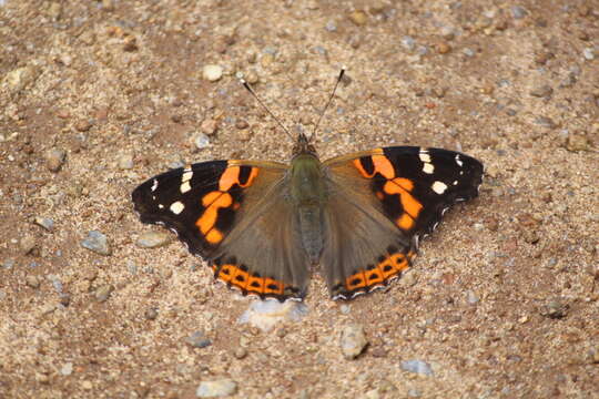 Image of Asian Admiral