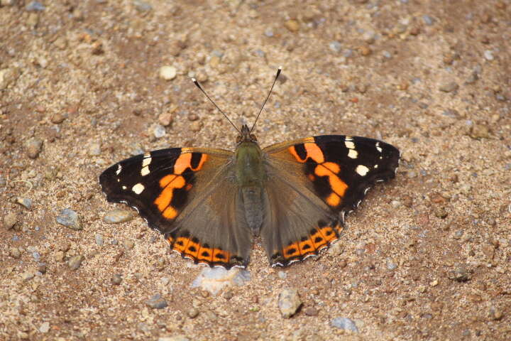 Image of Asian Admiral